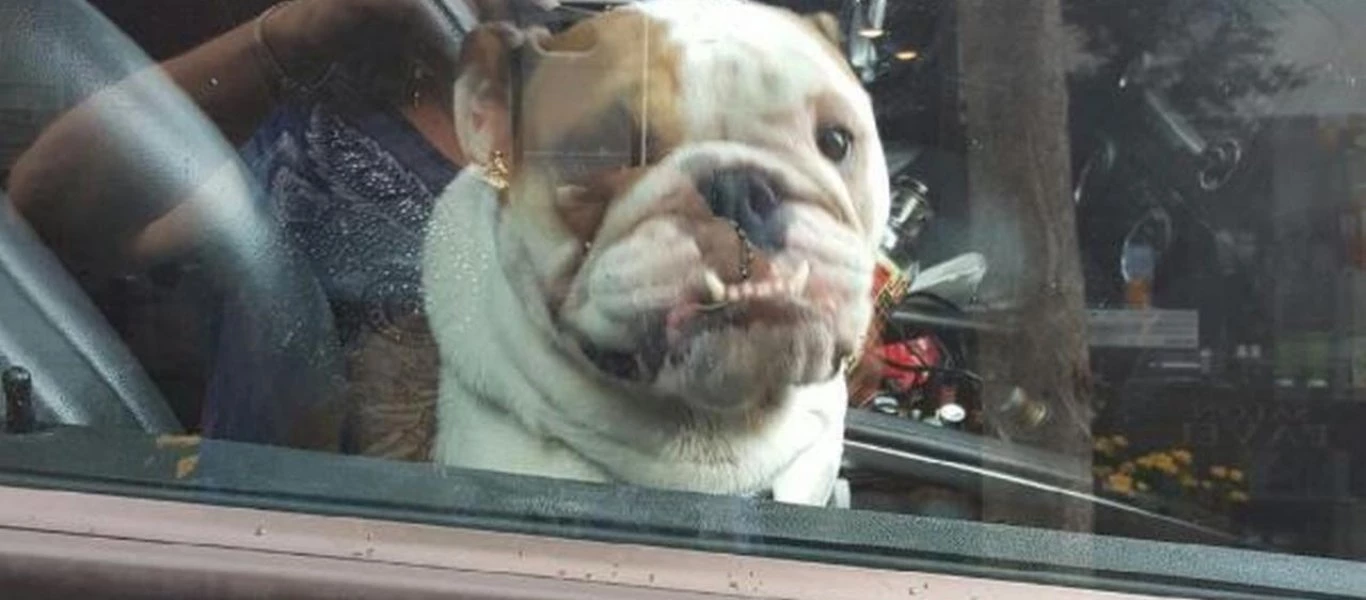 Χαλκίδα: Η αστυνομία έσωσε σκυλάκι - Το είχαν αφήσει στο αυτοκίνητο για ώρες (βίντεο)